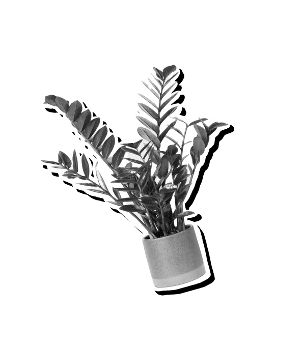 plant